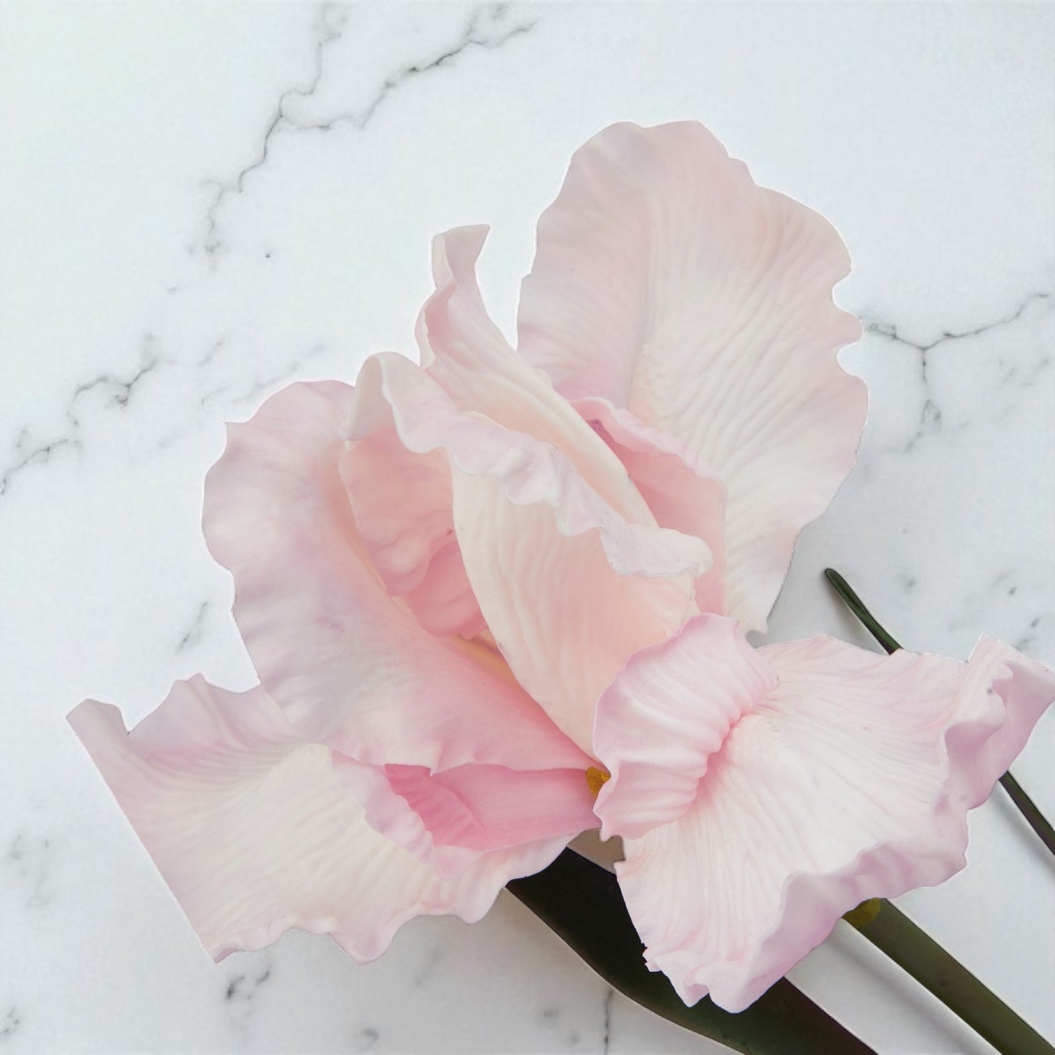 Pale Pink Fringed Iris