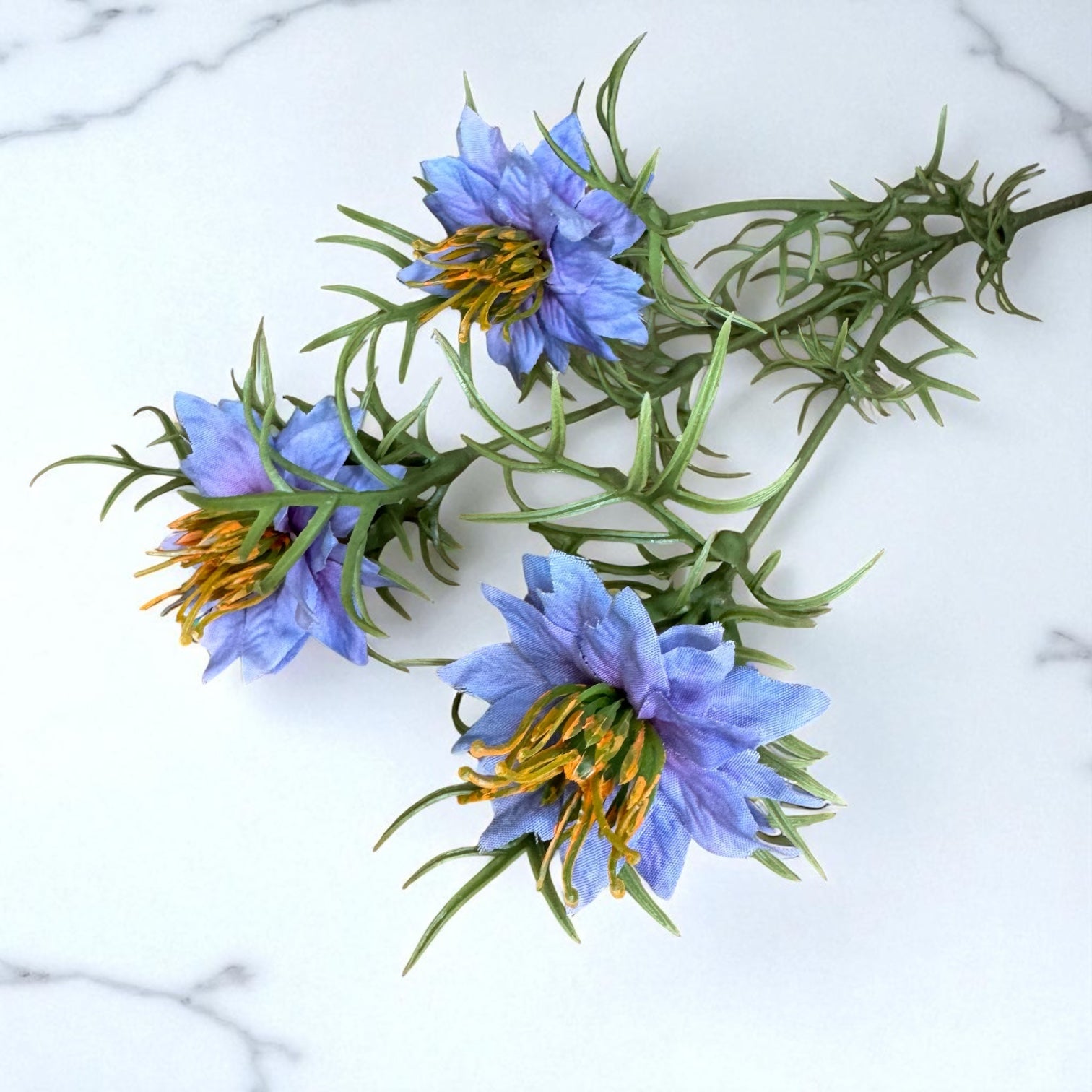 Purple Nigella Love In A Mist
