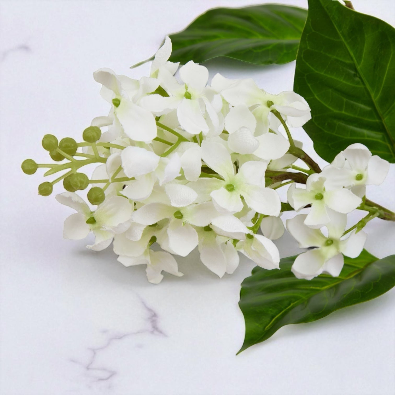 White Lilac Stem