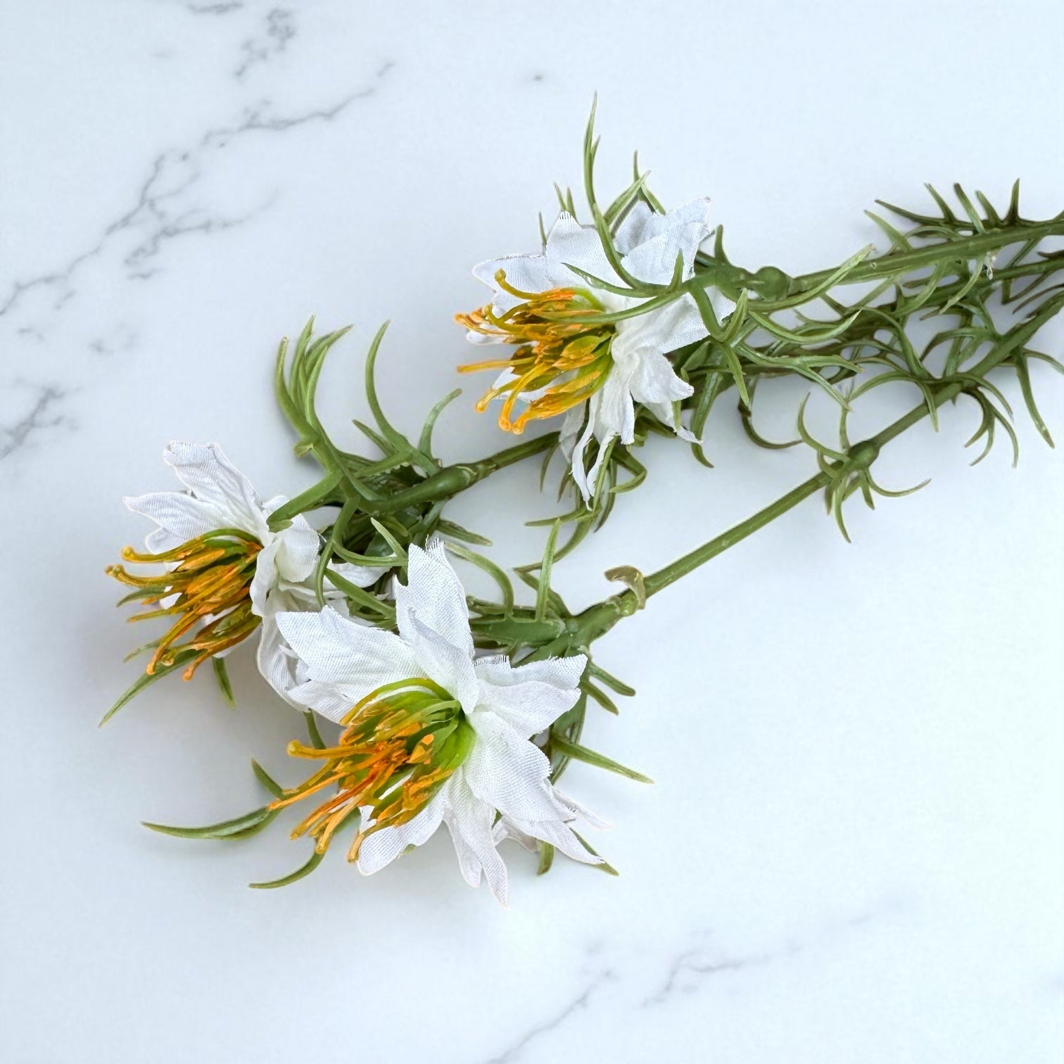 White Nigella Love In A Mist
