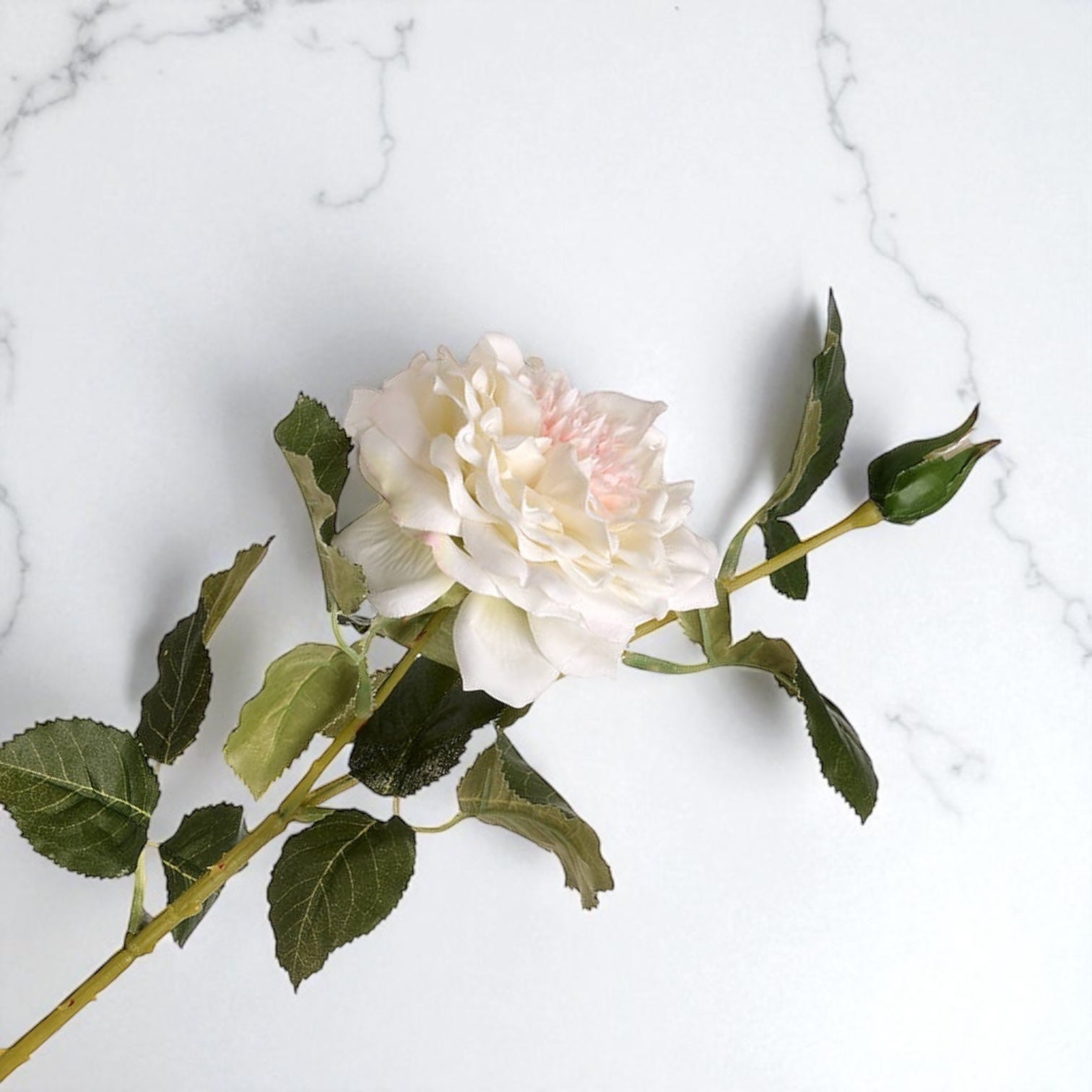 White Garden Rose with Bud
