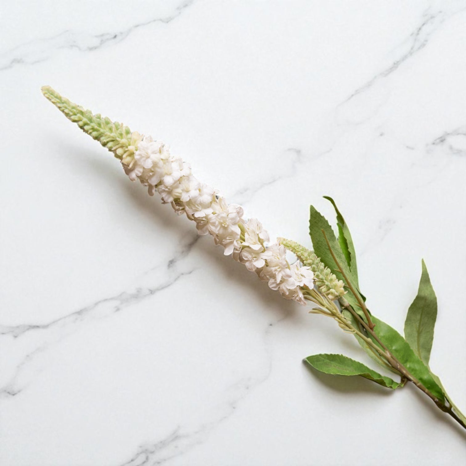 White Veronica Stem