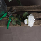 Blush Pink Garden Rose