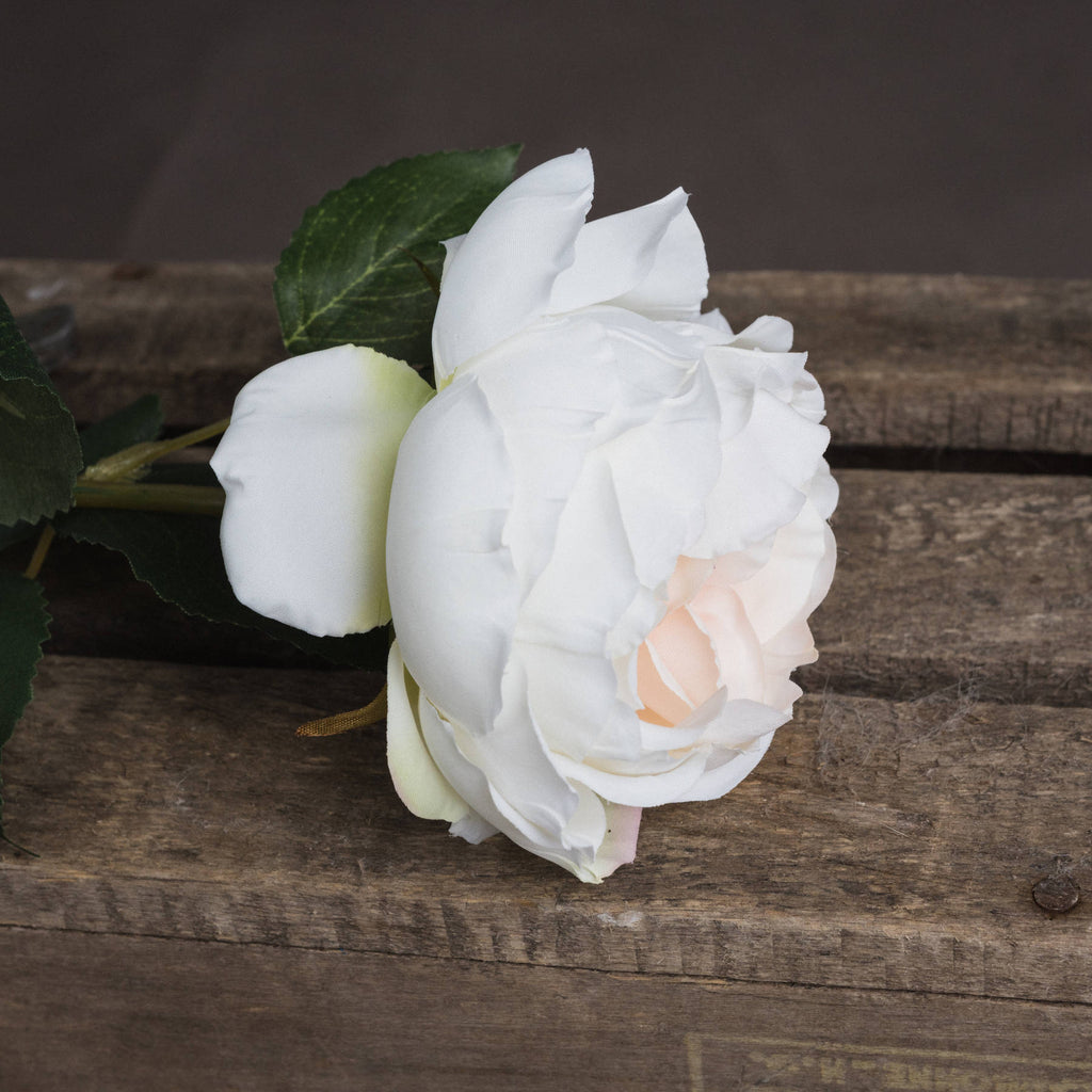 Blush Pink Garden Rose