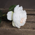 Blush Pink Garden Rose