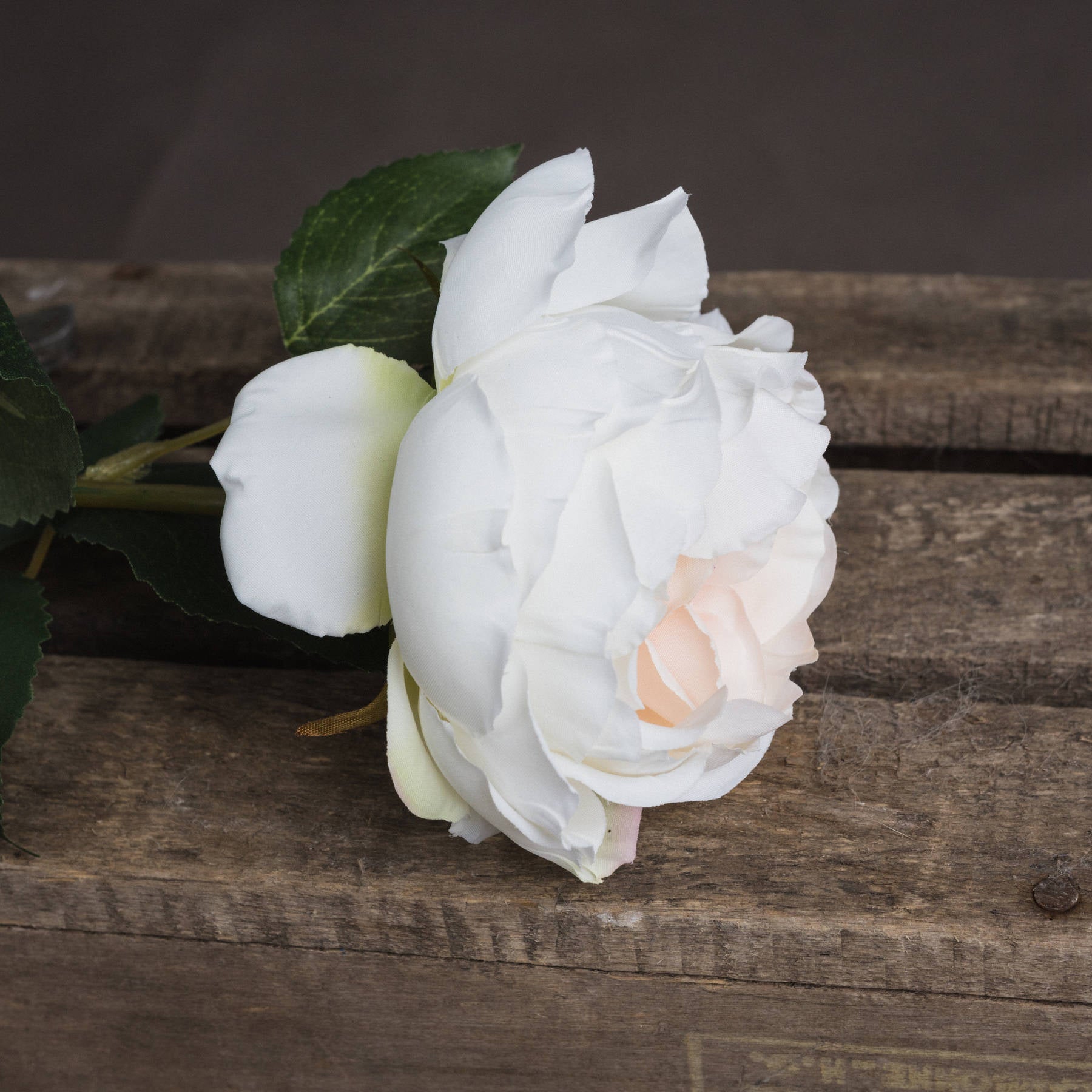 Blush Pink Garden Rose