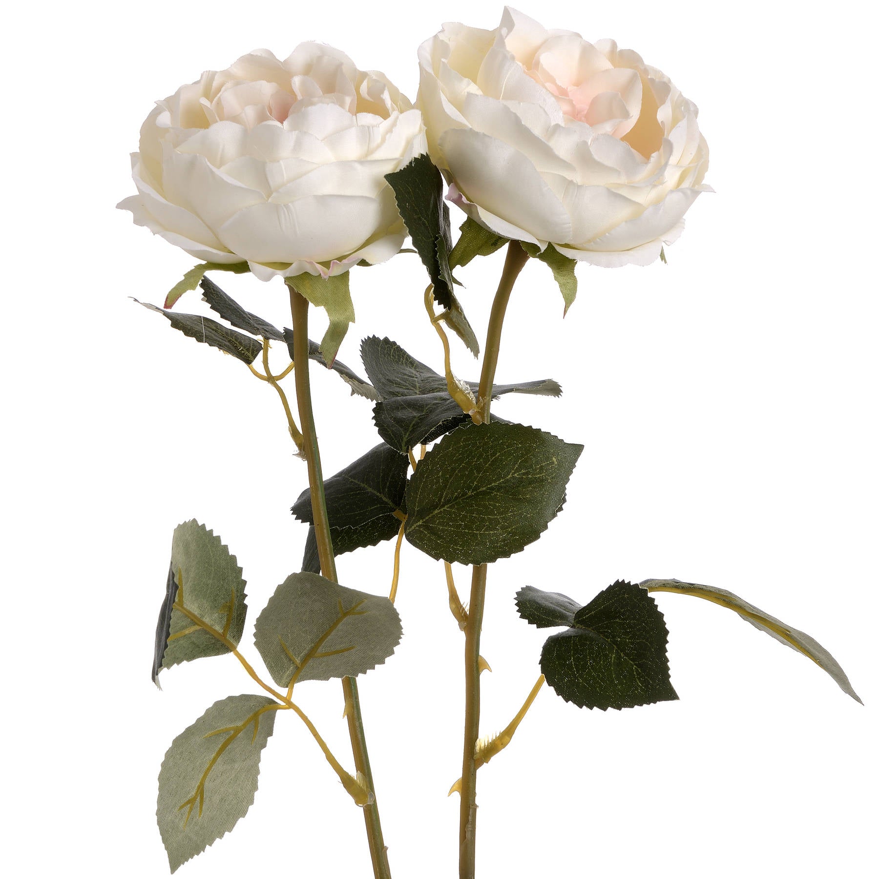 Blush Pink Garden Rose