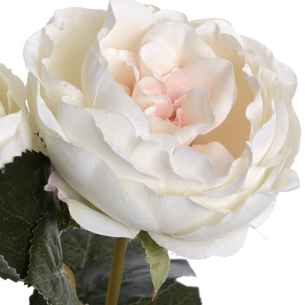 Blush Pink Garden Rose