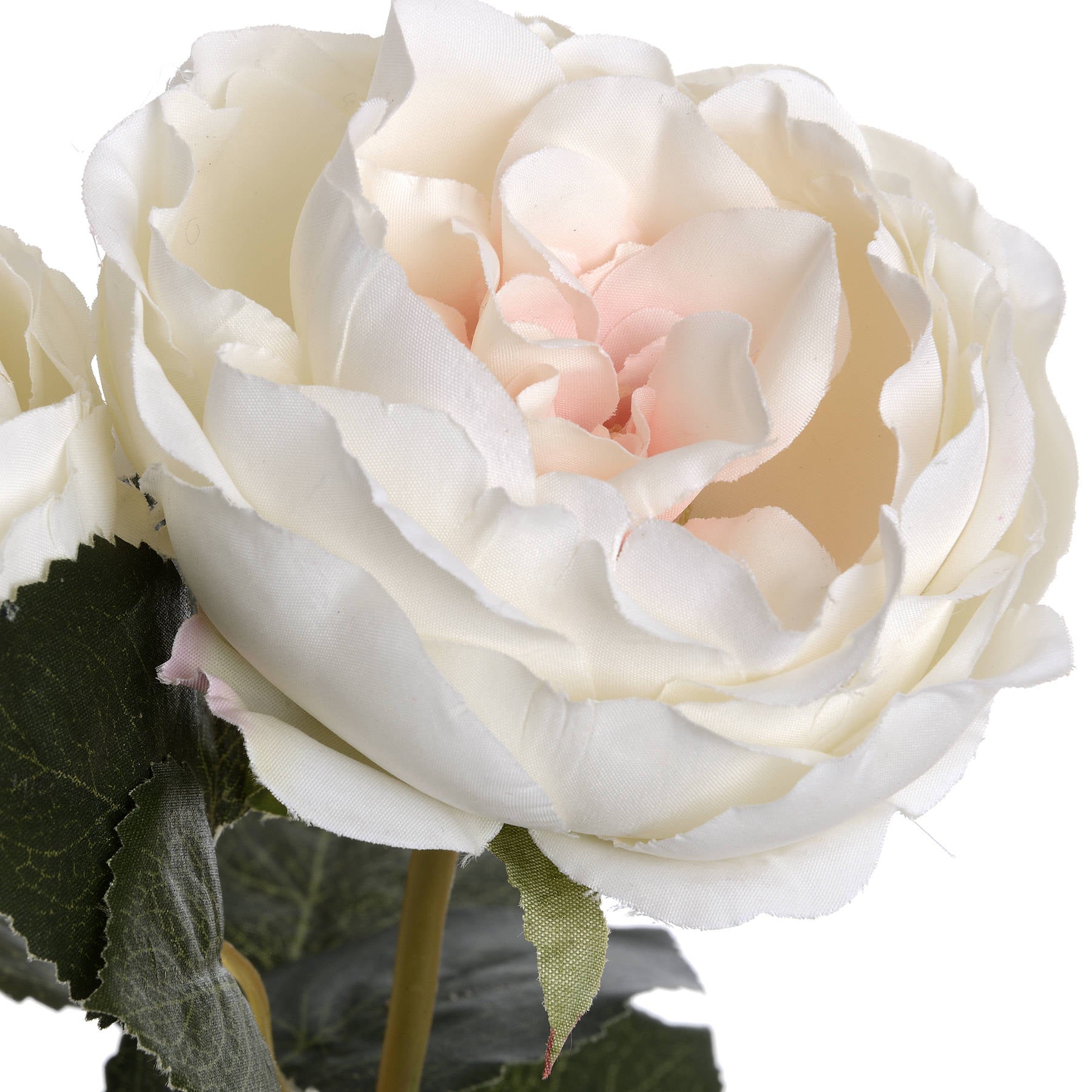 Blush Pink Garden Rose