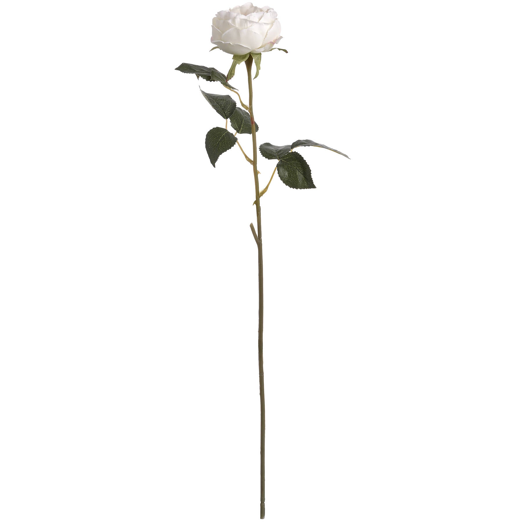 Blush Pink Garden Rose