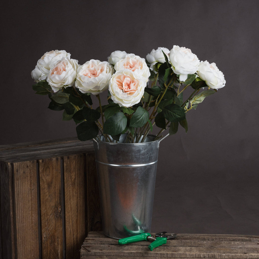 Blush Pink Garden Rose
