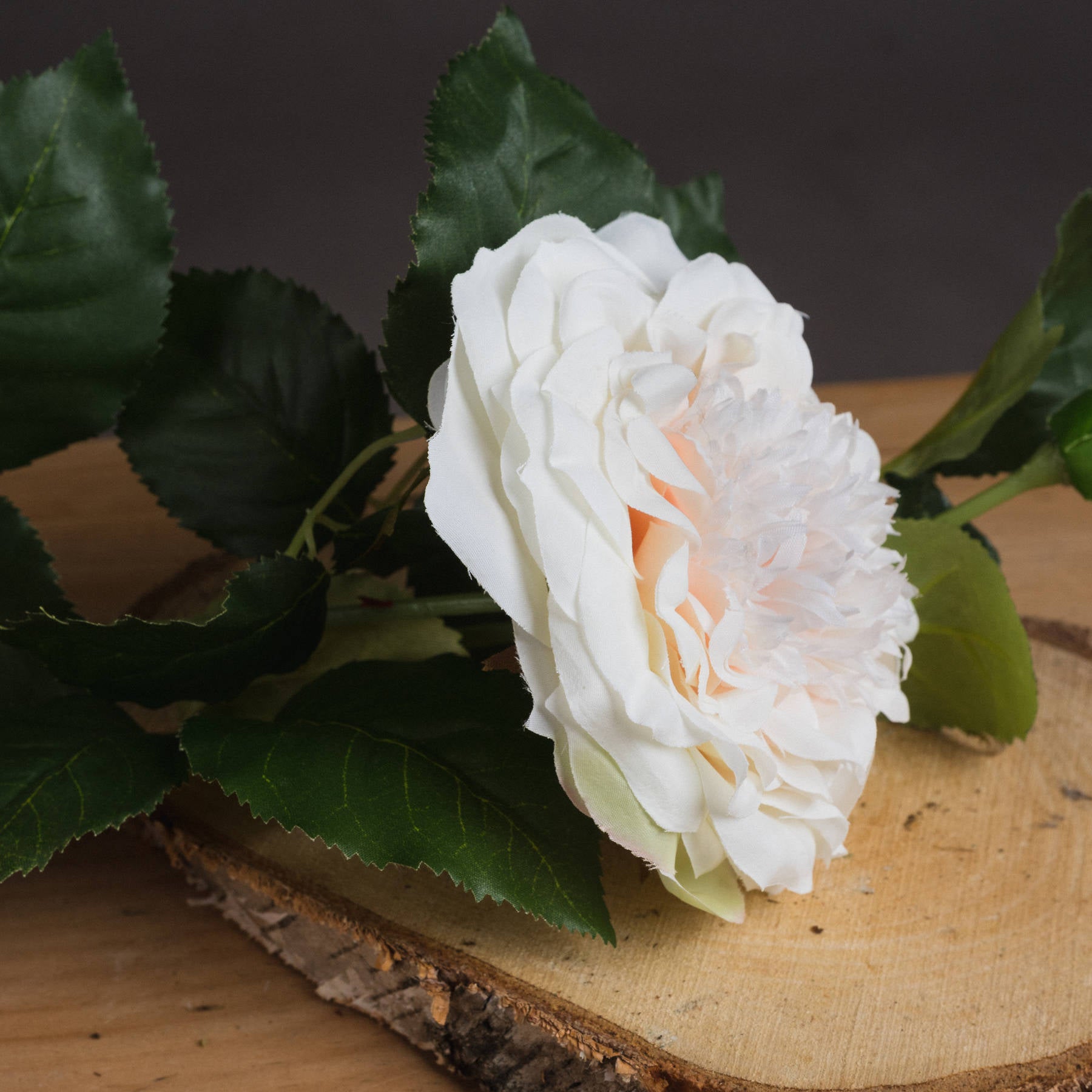White Garden Rose with Bud