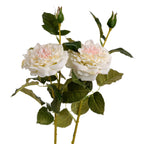White Garden Rose with Bud