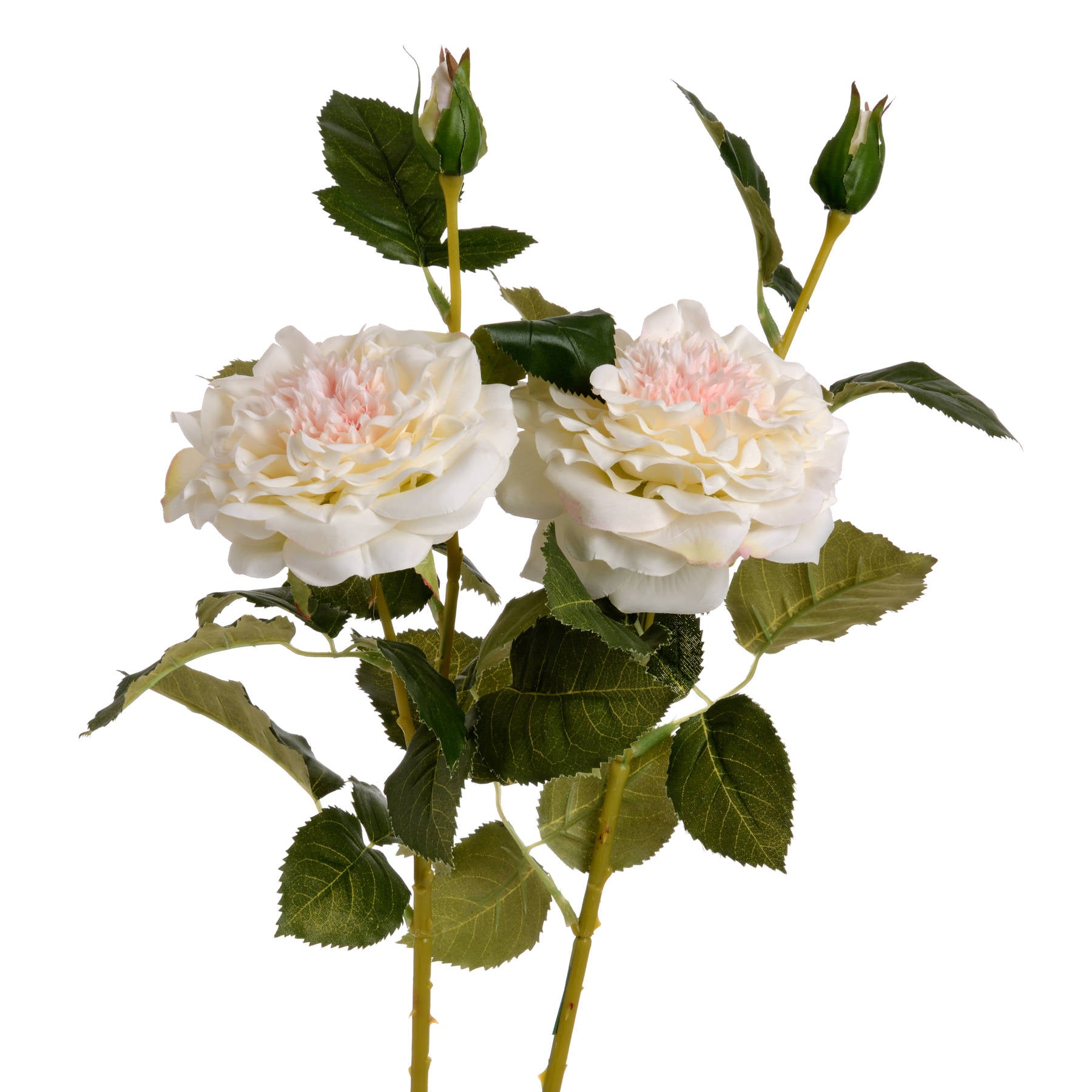 White Garden Rose with Bud