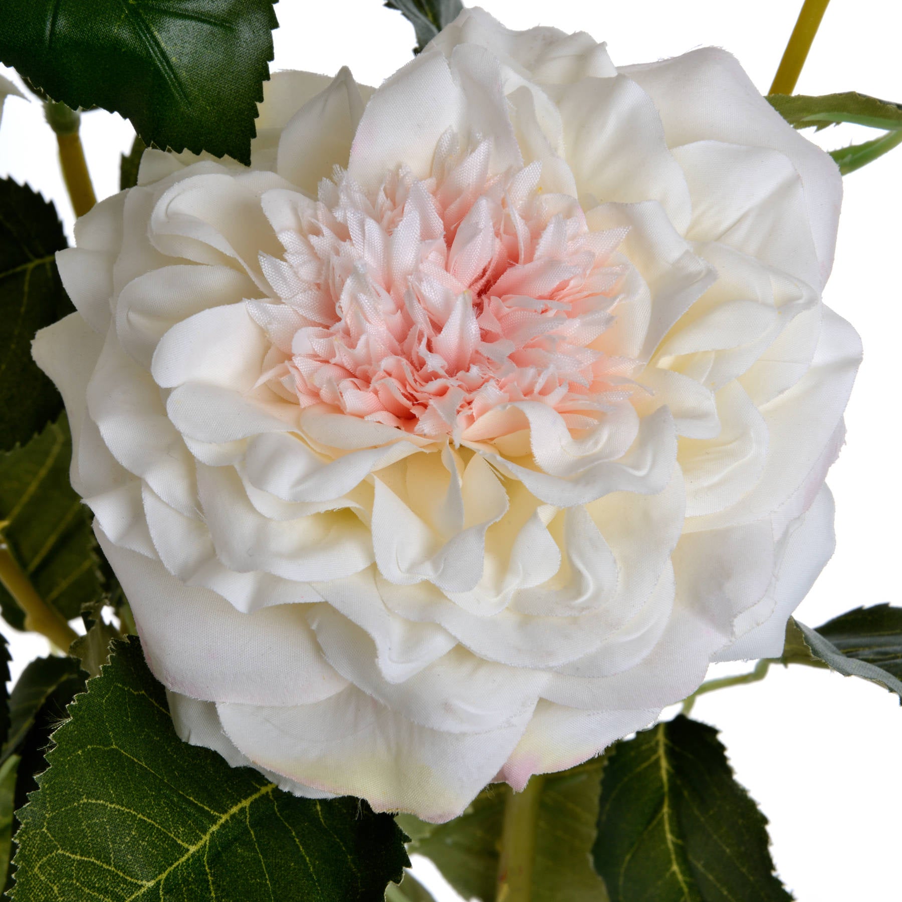 White Garden Rose with Bud