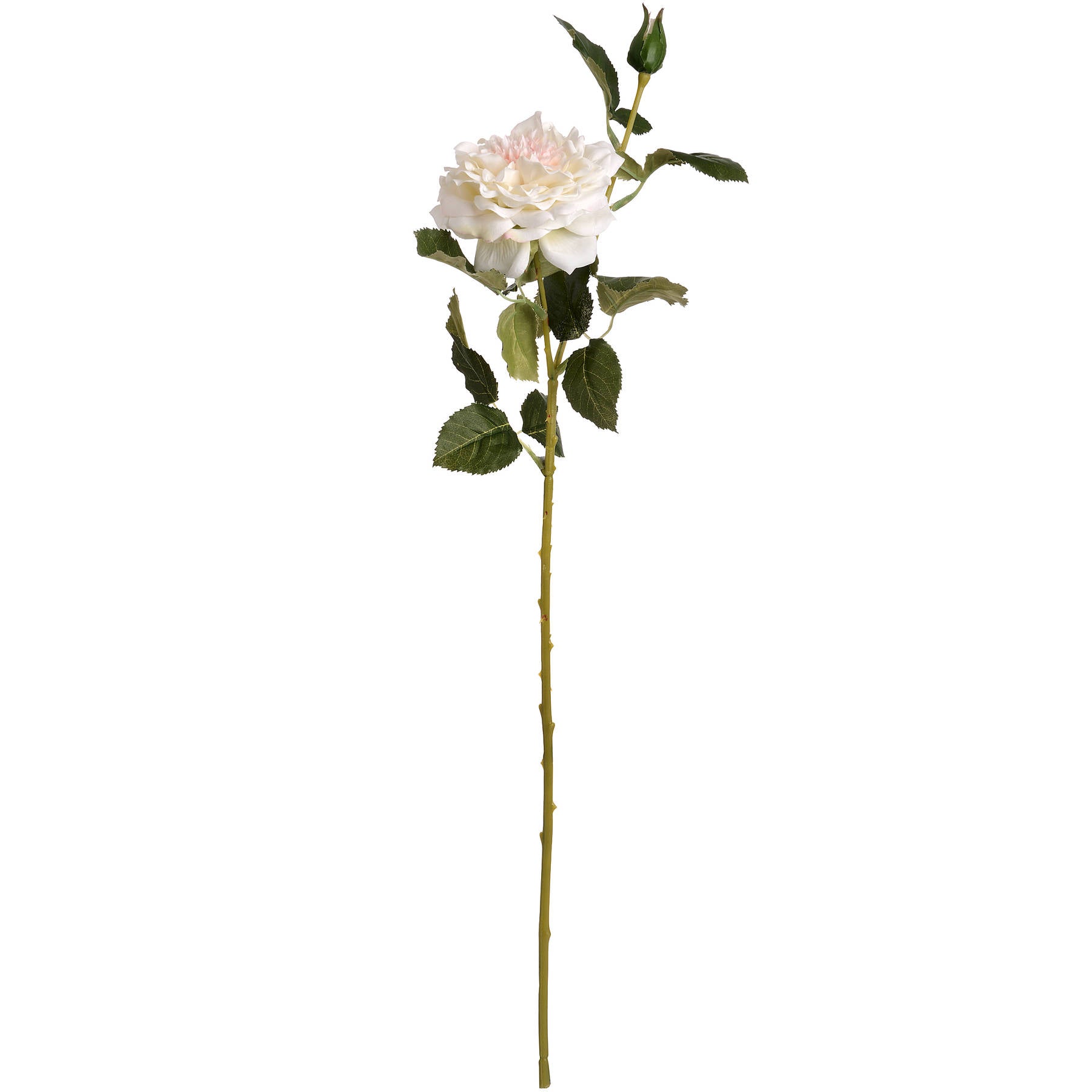 White Garden Rose with Bud