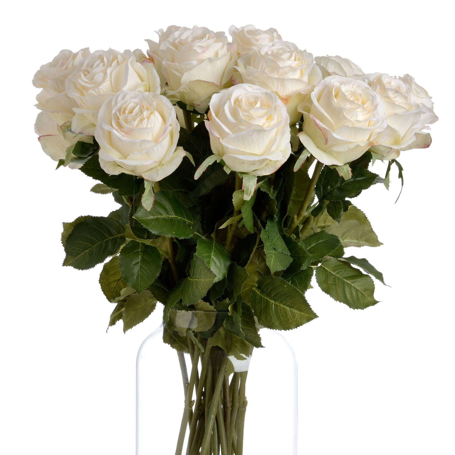 Traditional White Garden Rose