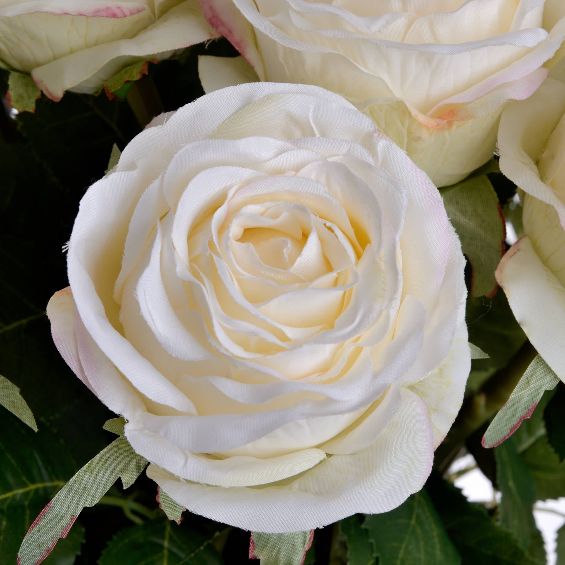 Traditional White Garden Rose