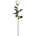 Traditional White Garden Rose