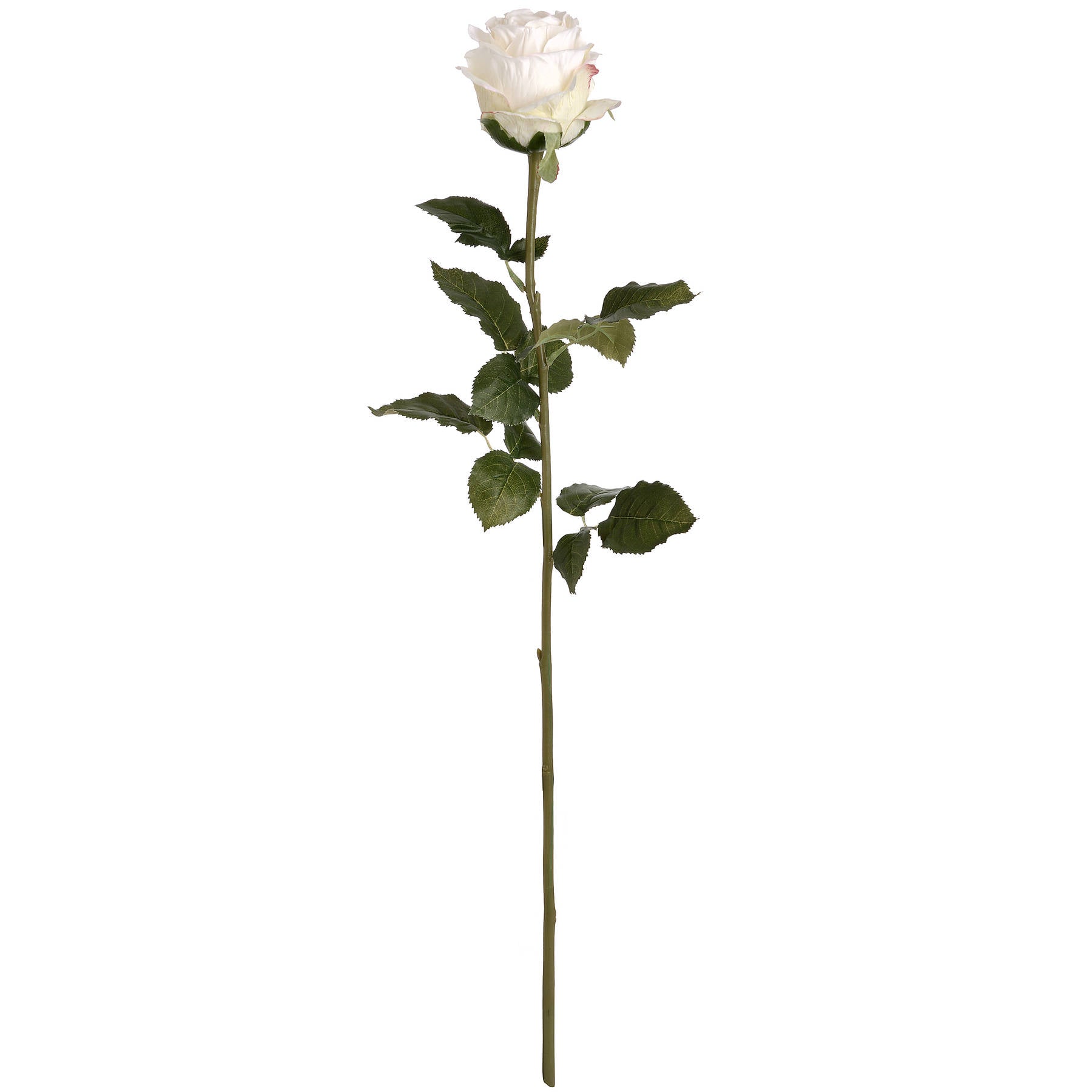Traditional White Garden Rose