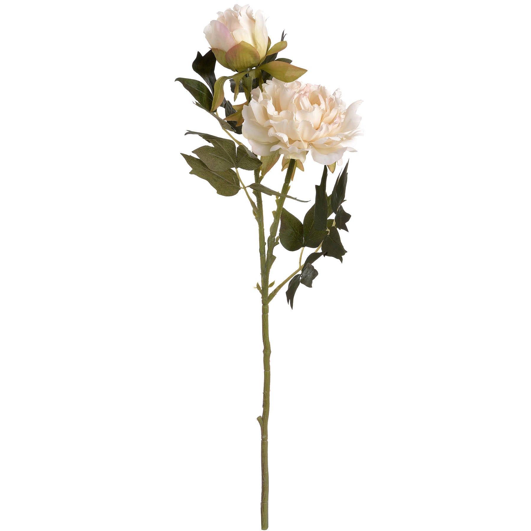 White Fashion Peony