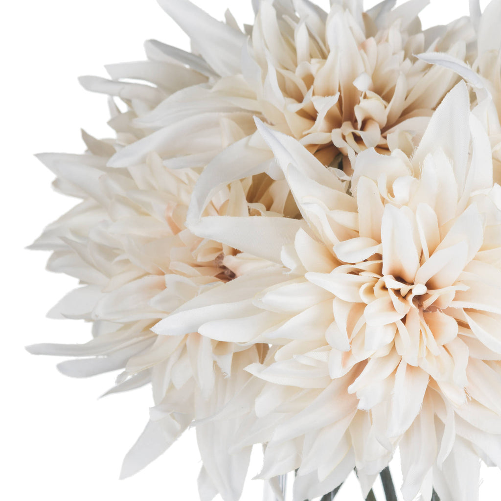 Café Au Lait Dahlia Stem