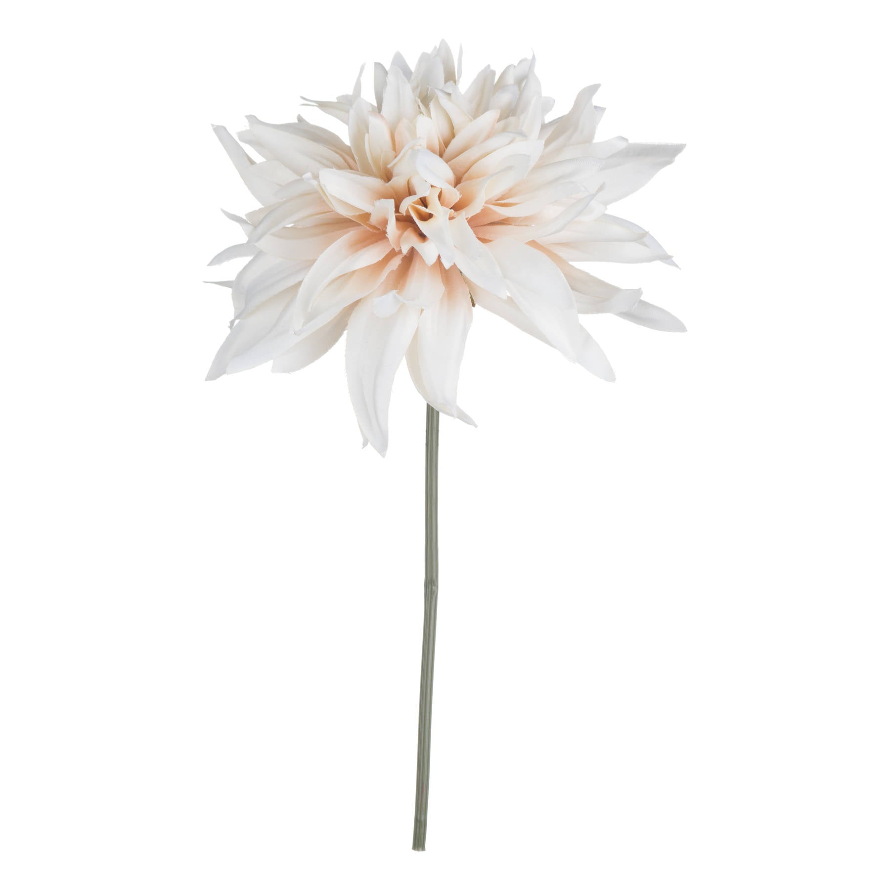 Café Au Lait Dahlia Stem