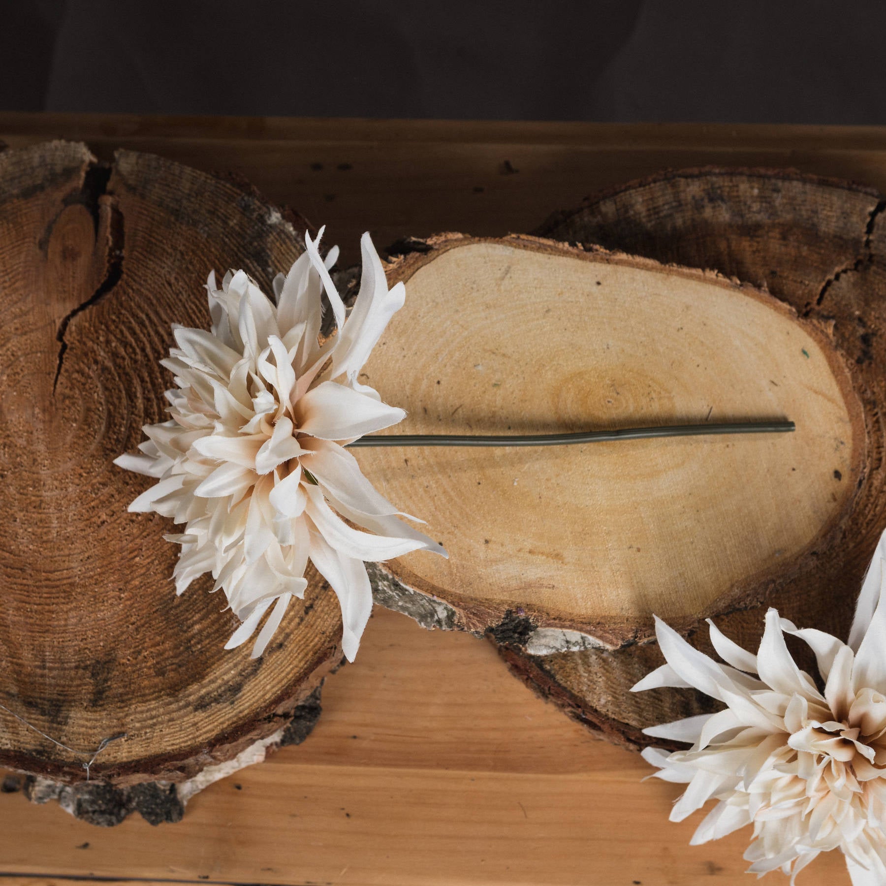 Café Au Lait Dahlia Stem