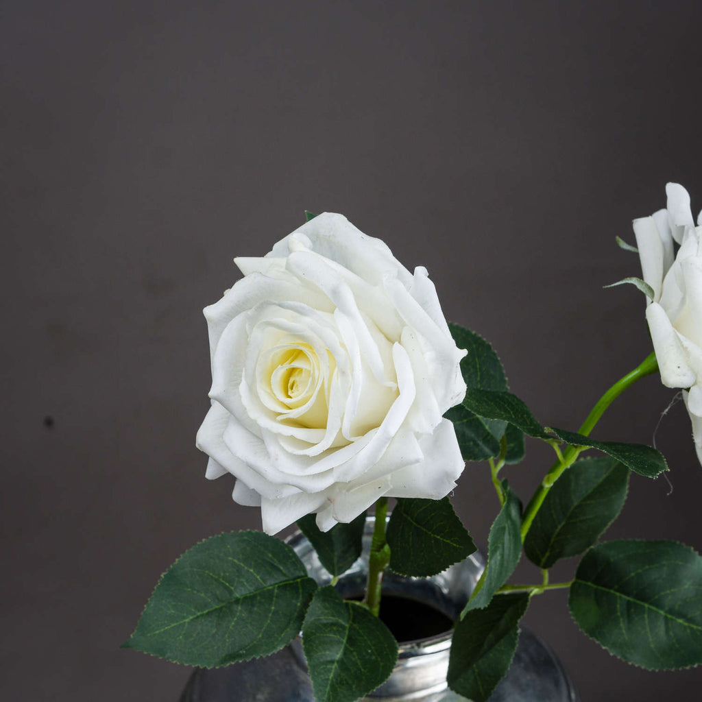 White Lorge Roses Large White Garden Rose – Meilleure Decor Ltd