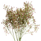 Purple Wildflower Spray