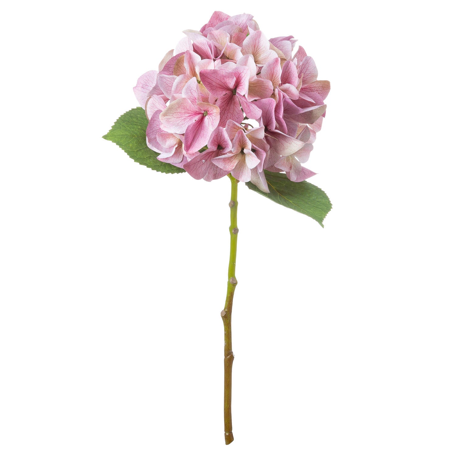 Shabby Pink Hydrangea