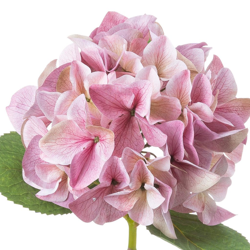 Shabby Pink Hydrangea