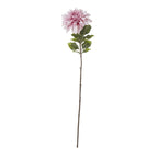 Pink Dahlia