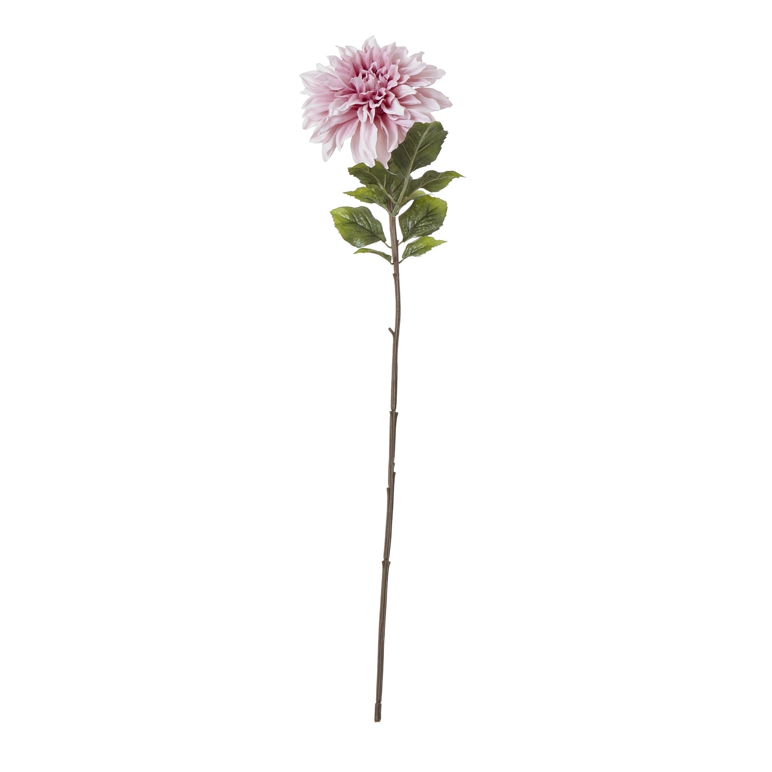 Pink Dahlia