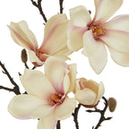Pale Apricot Magnolia Stem