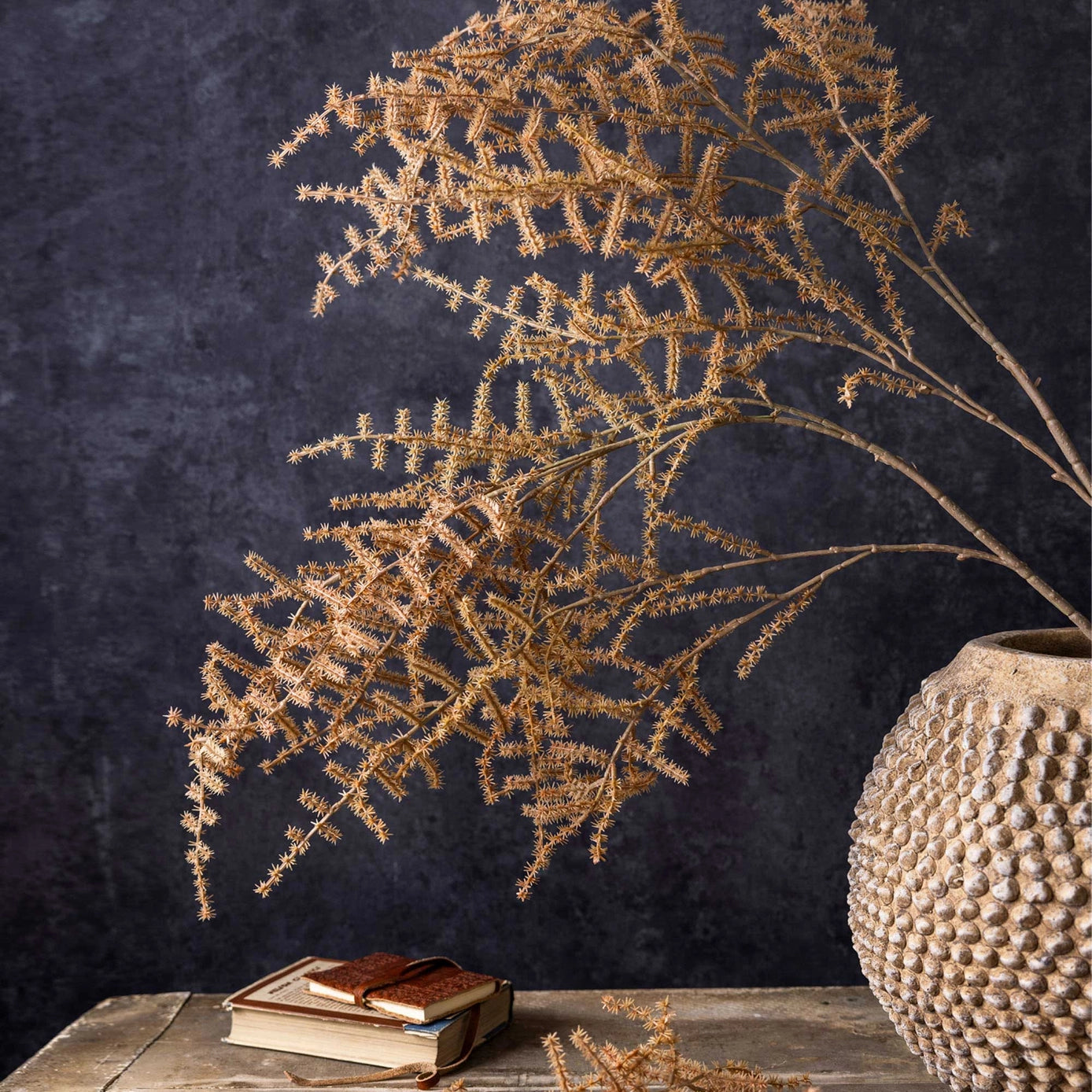Asparagus Fern Stem