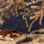Asparagus Fern Stem