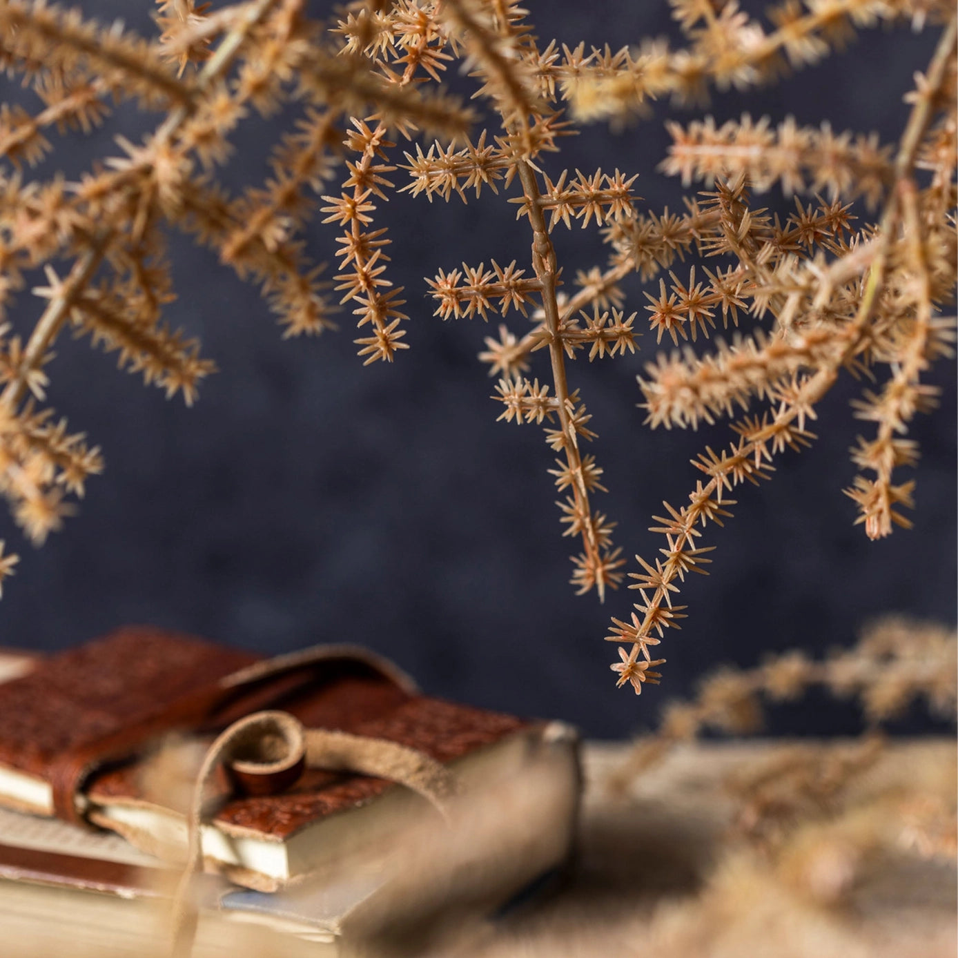 Asparagus Fern Stem