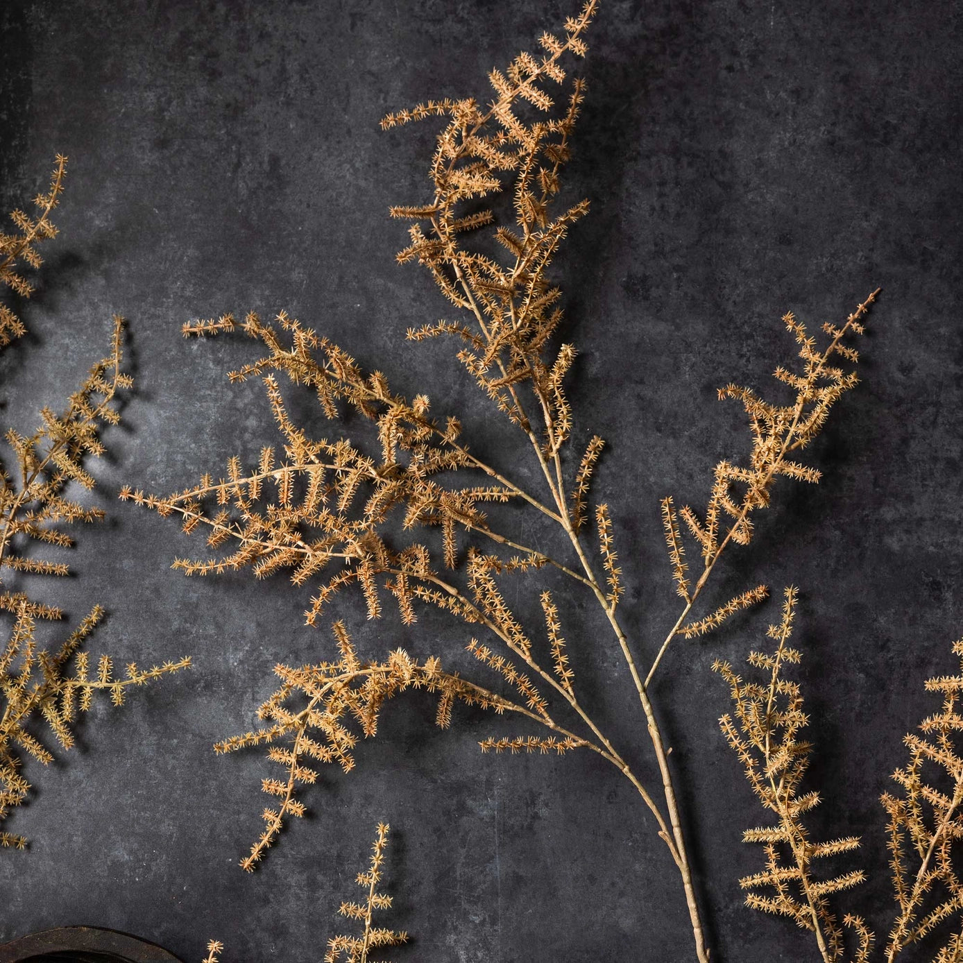 Asparagus Fern Stem