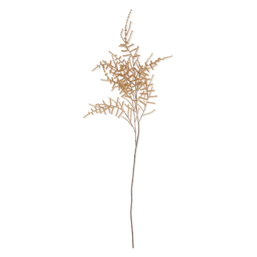 Asparagus Fern Stem