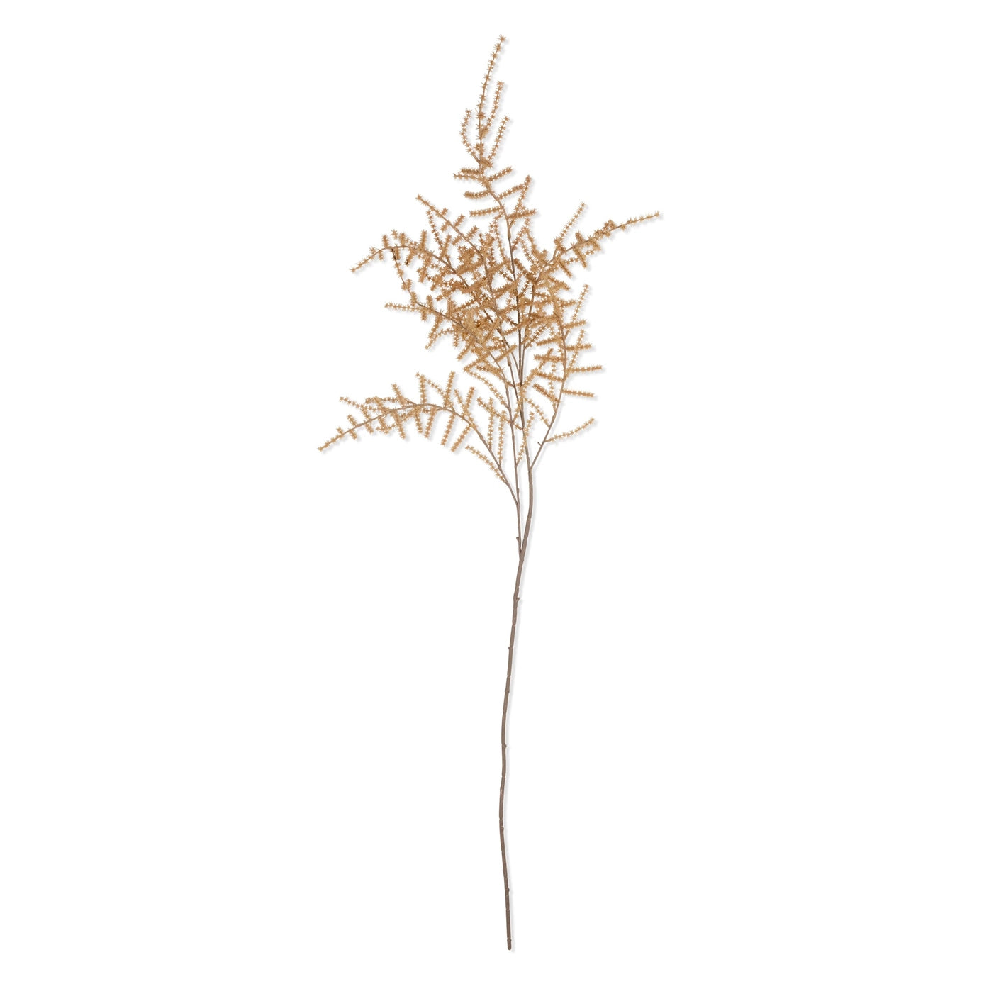 Asparagus Fern Stem