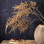 Asparagus Fern Stem