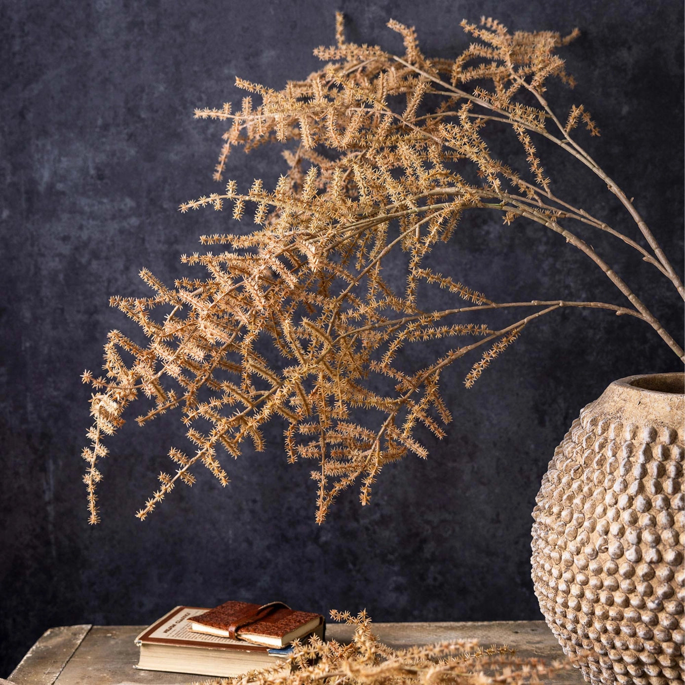 Asparagus Fern Stem