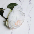 Blush Pink Garden Rose