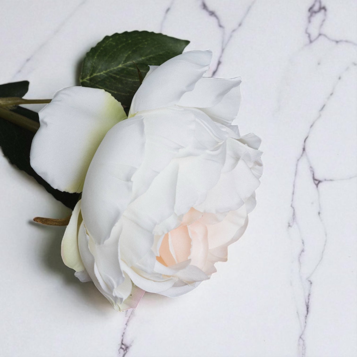 Blush Pink Garden Rose