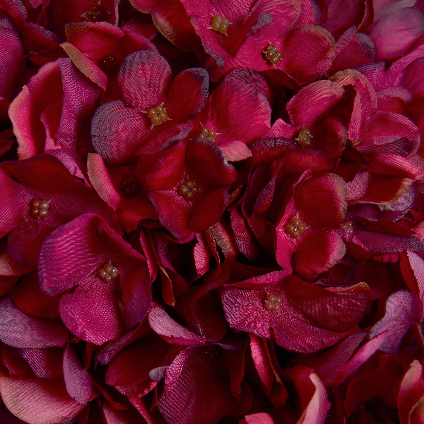 Burgundy Hydrangea Stem