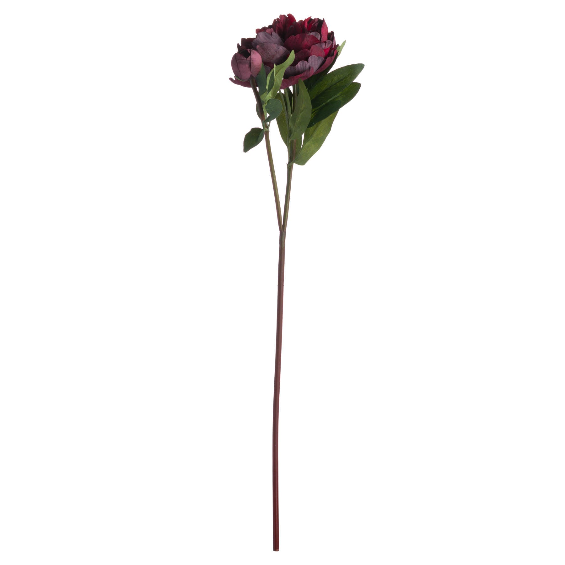 Burgundy Peony Stem