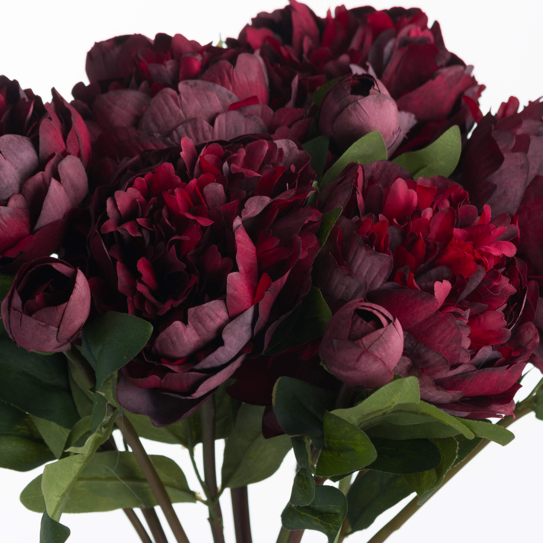 Burgundy Peony Stem