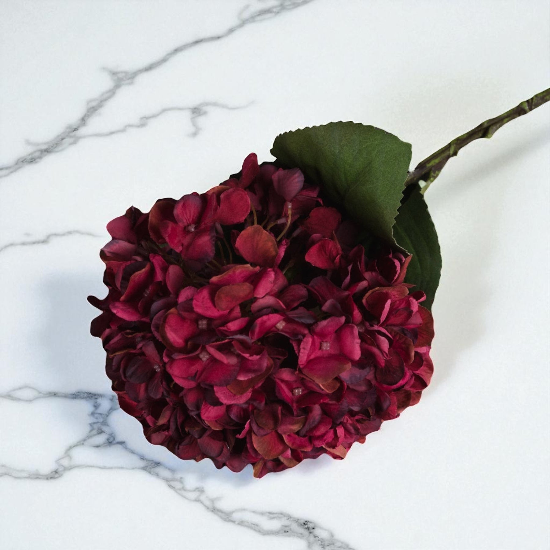 Burgundy Hydrangea Stem