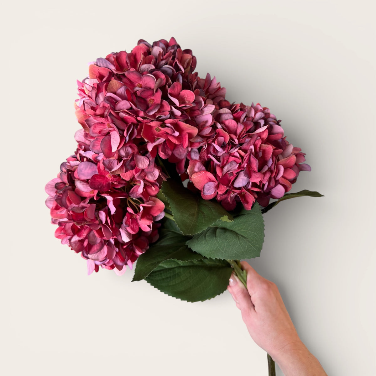 Burgundy Hydrangea Stem